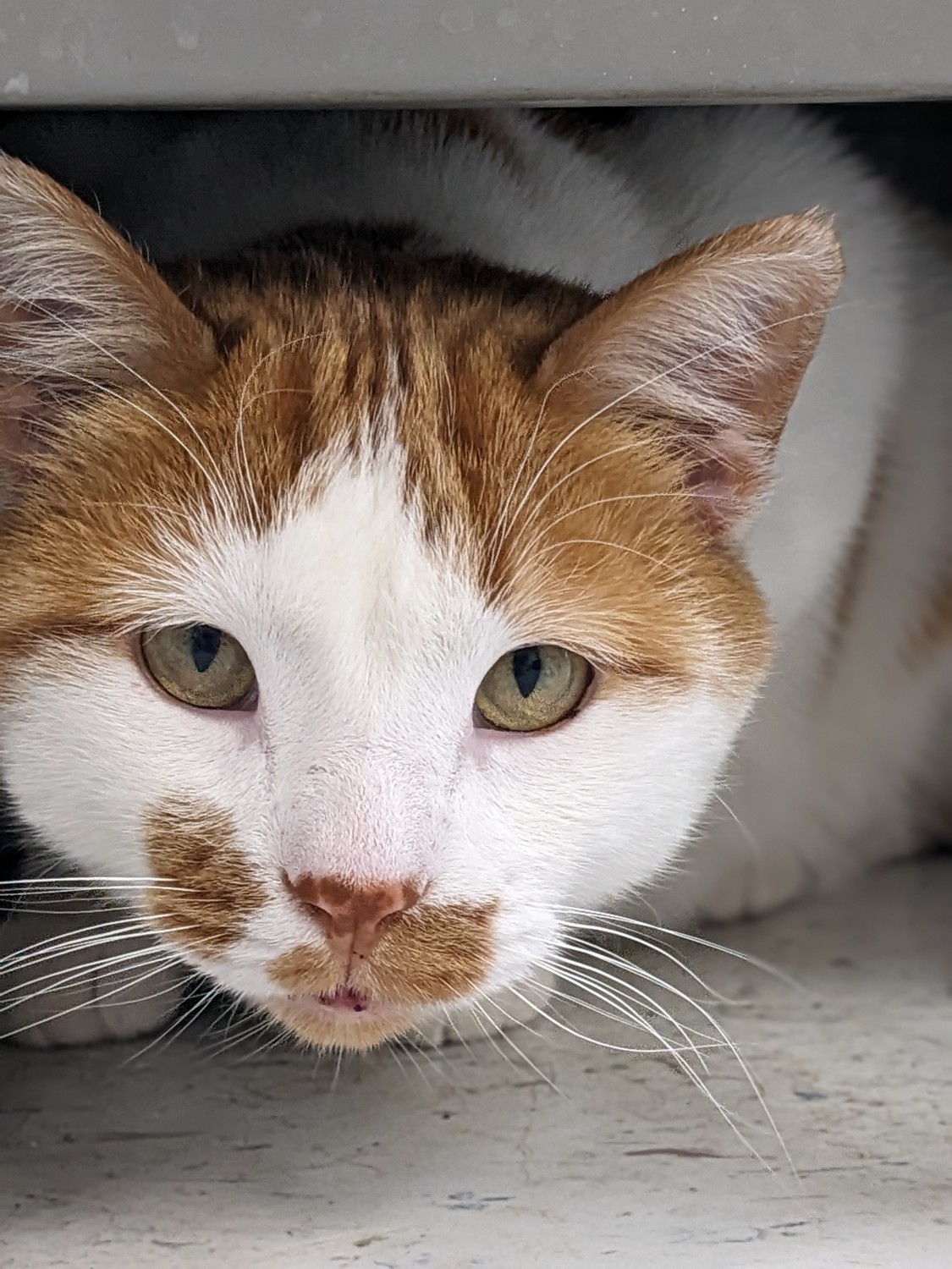 Rugby Veterinary Service Meet Our Team